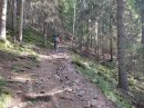 Montée en forêt